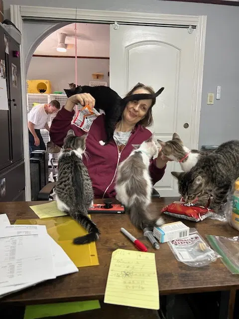 Sailor, Peg leg Pete, Marina AND OTHER KITTENS, photo 5