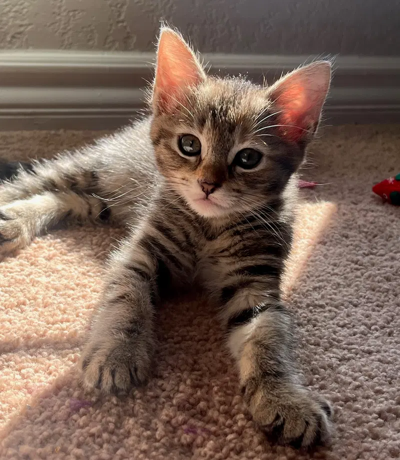 Penny, photo 2