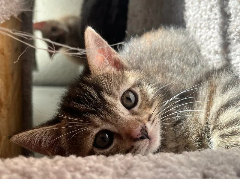 Bean, photo 2