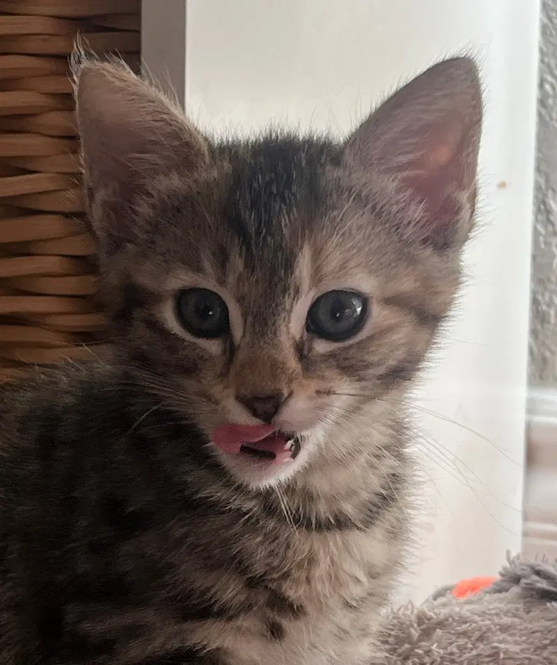 Bean, photo 3