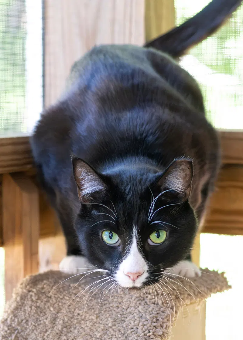 Friskies, photo 2