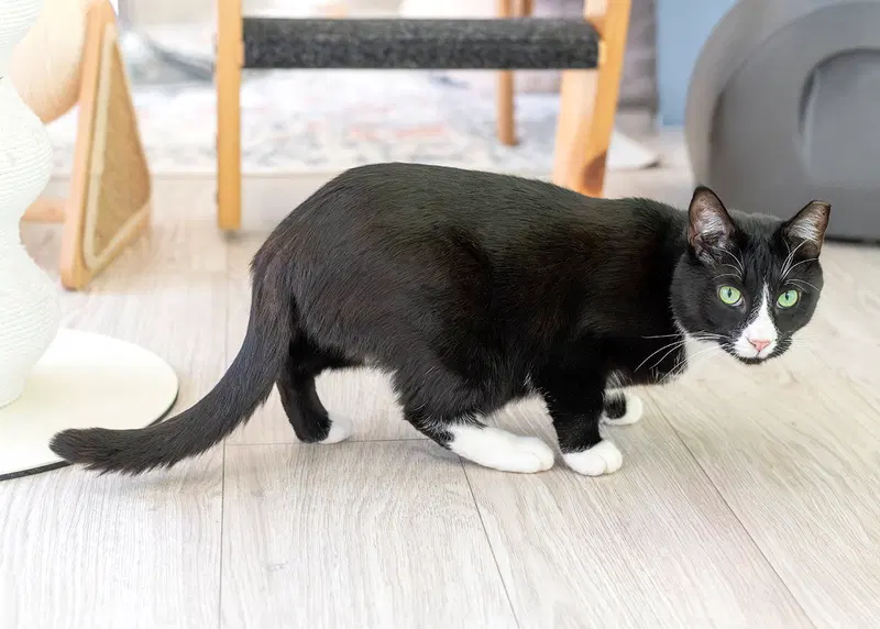 Friskies, photo 3