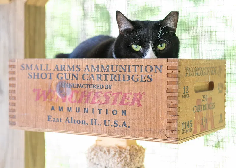 Friskies, photo 5