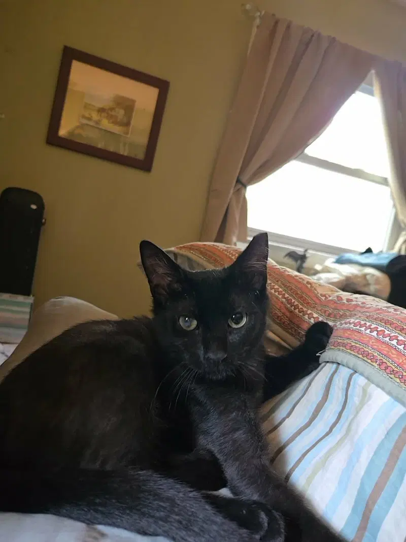 Jayfeather, photo 2