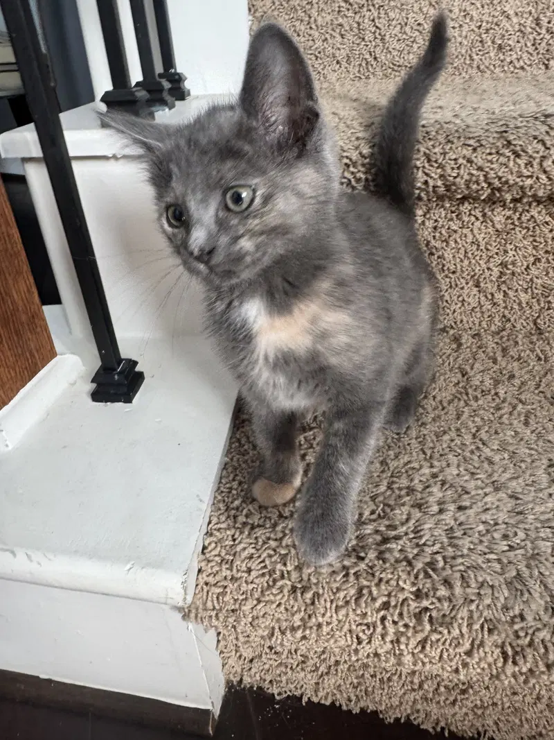 Luna A, photo 5
