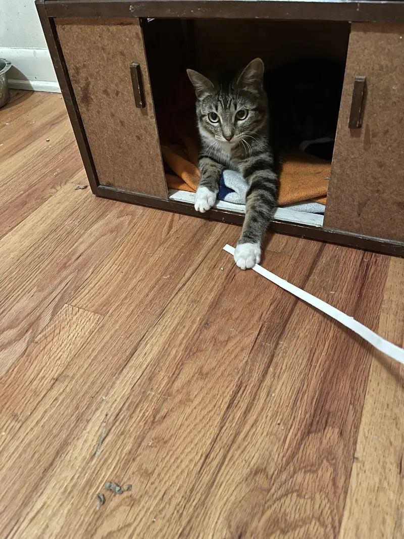 Tamale, a young female cat up for adoption