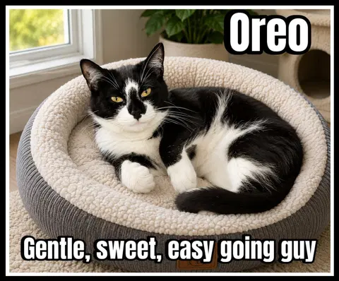 Watch the video of Oreo Willow Grove area