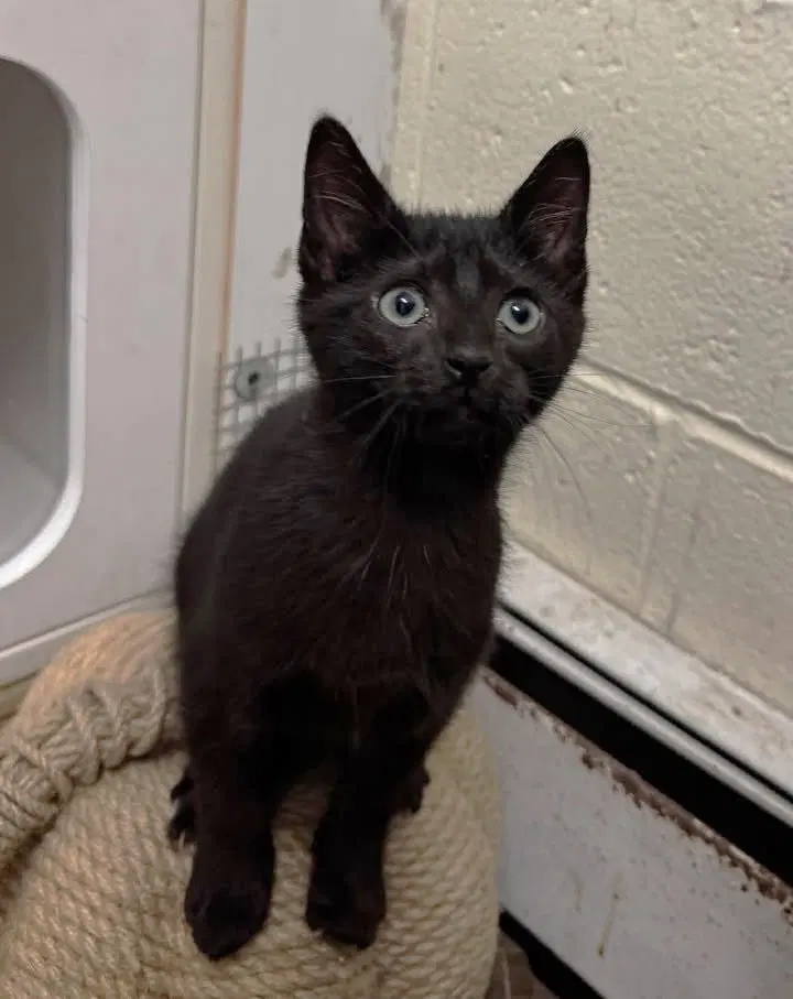 Marcello, a male cat up for adoption