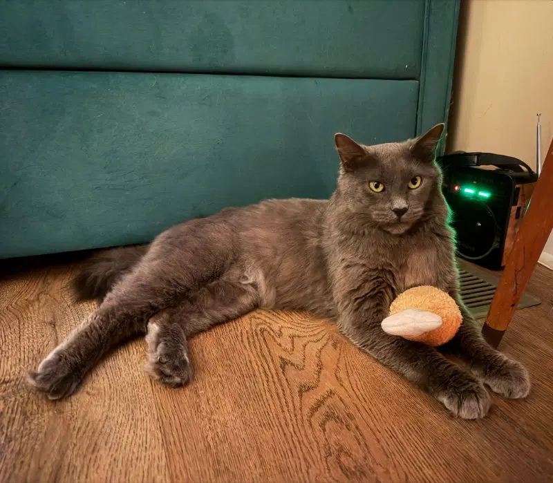 Neko, photo 2
