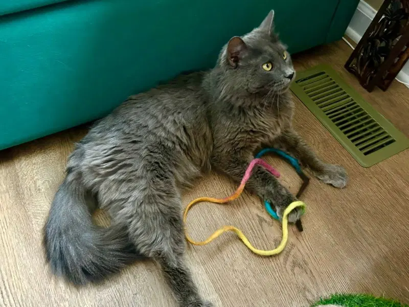 Neko, photo 3