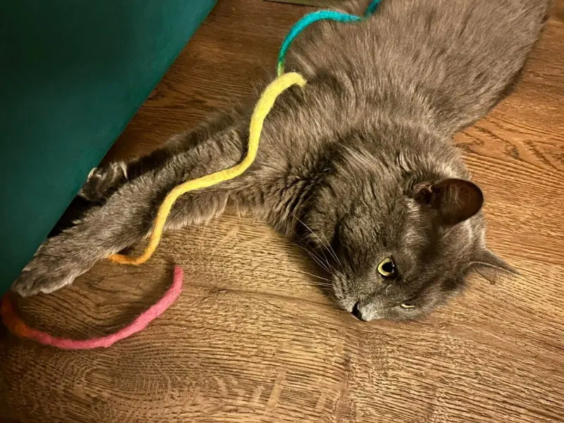 Neko, photo 4