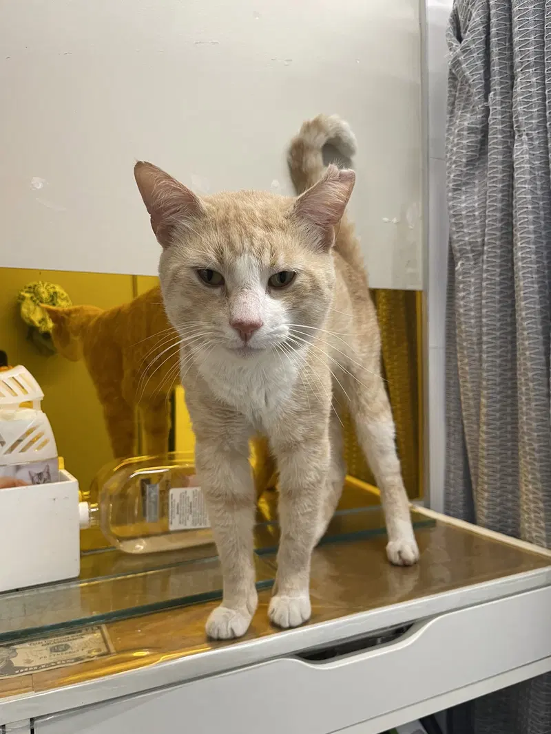 Genji, a young male cat up for adoption