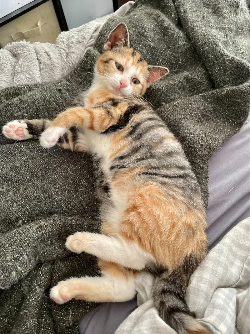 Elsa, photo 3