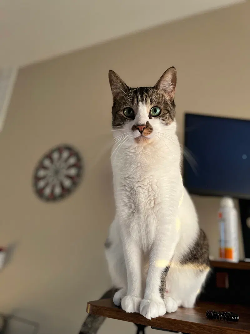 Kevin, an adult male cat up for adoption