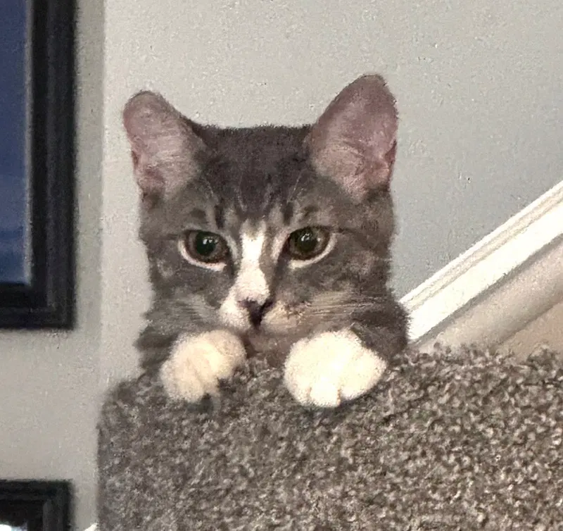 Liz, a female Tabby kitten up for adoption