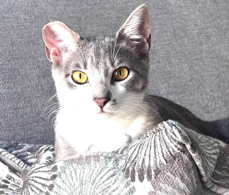 Natasha, a female Tabby kitten up for adoption