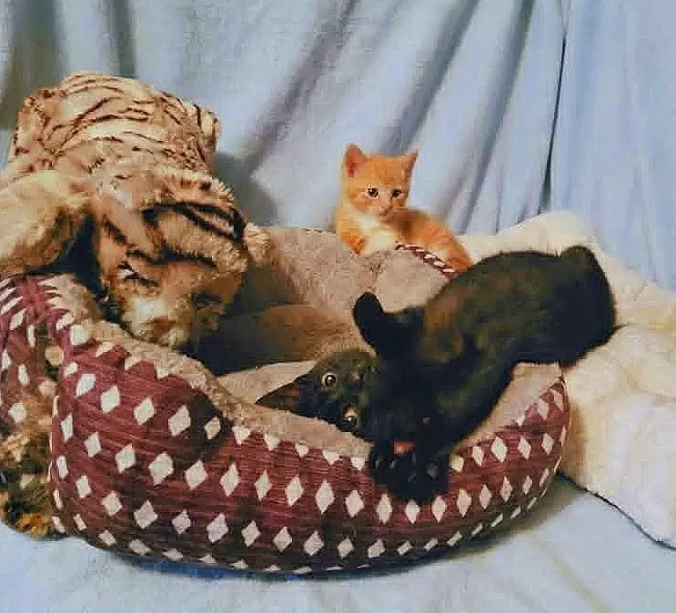 JuneBug kitten, photo 2
