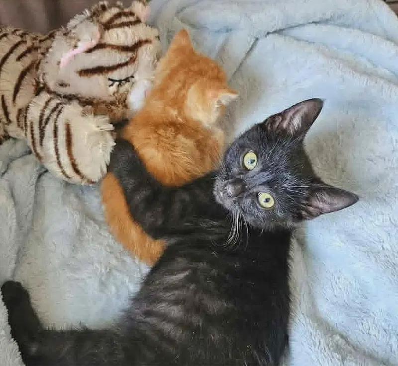 JuneBug kitten, photo 4