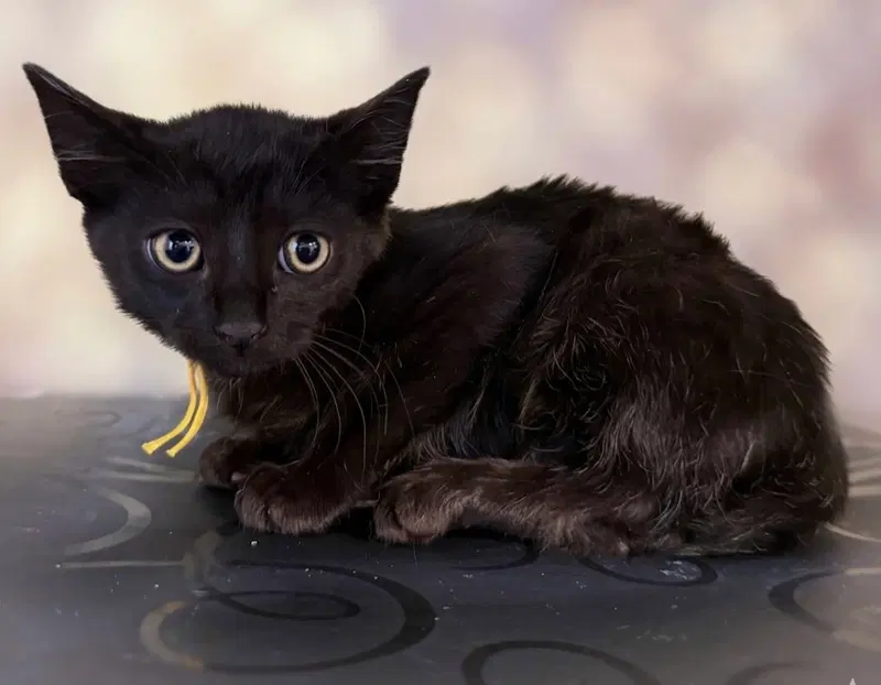 Frankenstein not at the shelter, photo 5