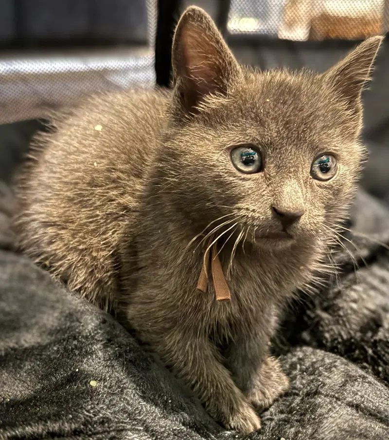 Charcoal not at the Shelter, photo 4