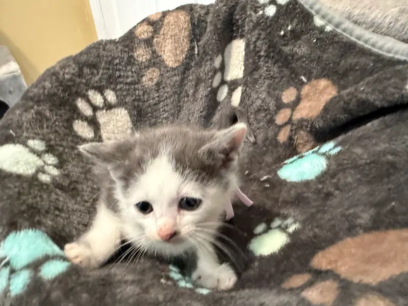 Tumbles-Not at the shelter, photo 5