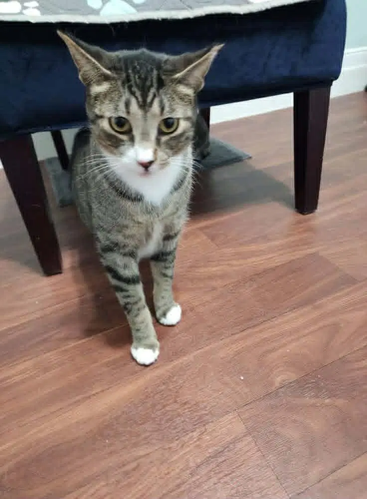 Chip, photo 2