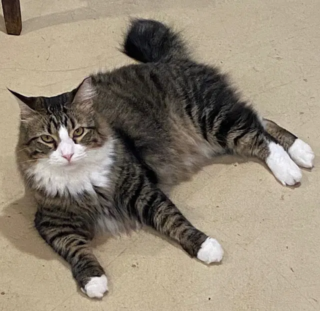 Fluff, photo 3