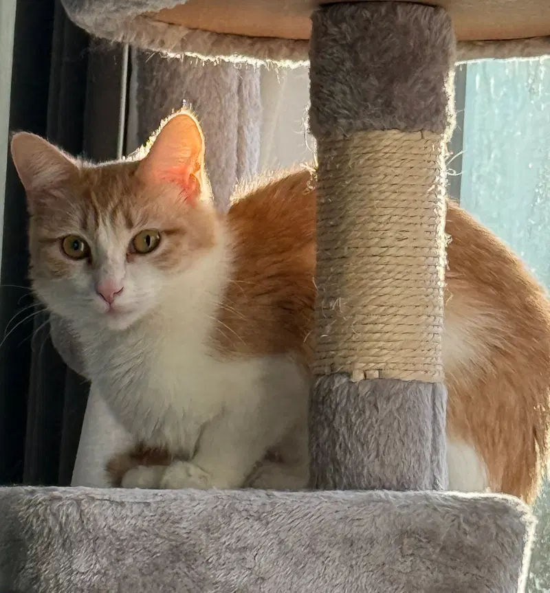 Gabby, photo 4