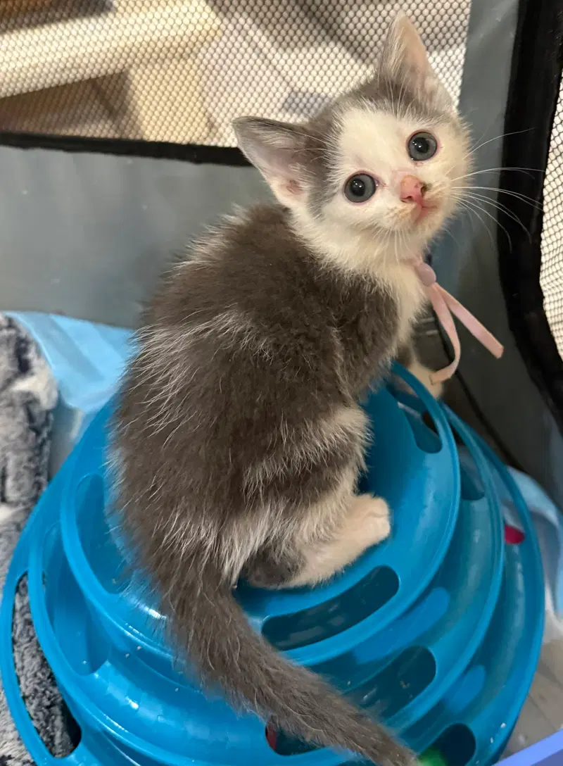 Tumbles-Not at the shelter, photo 4