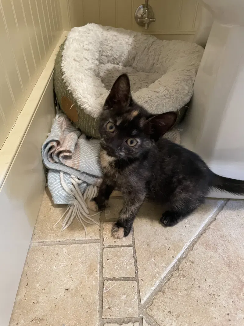 Rosie KITTEN, photo 2