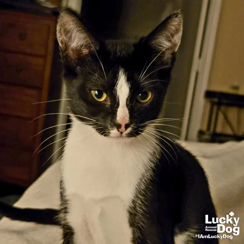 Scully, a young female cat up for adoption