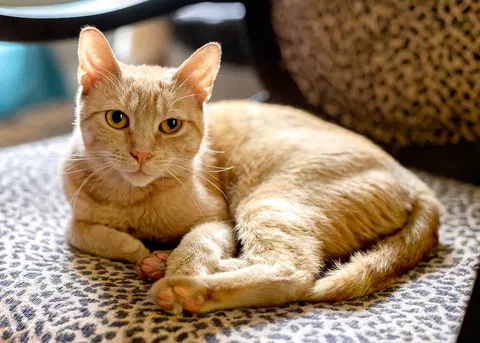 Watch the video of Nilla