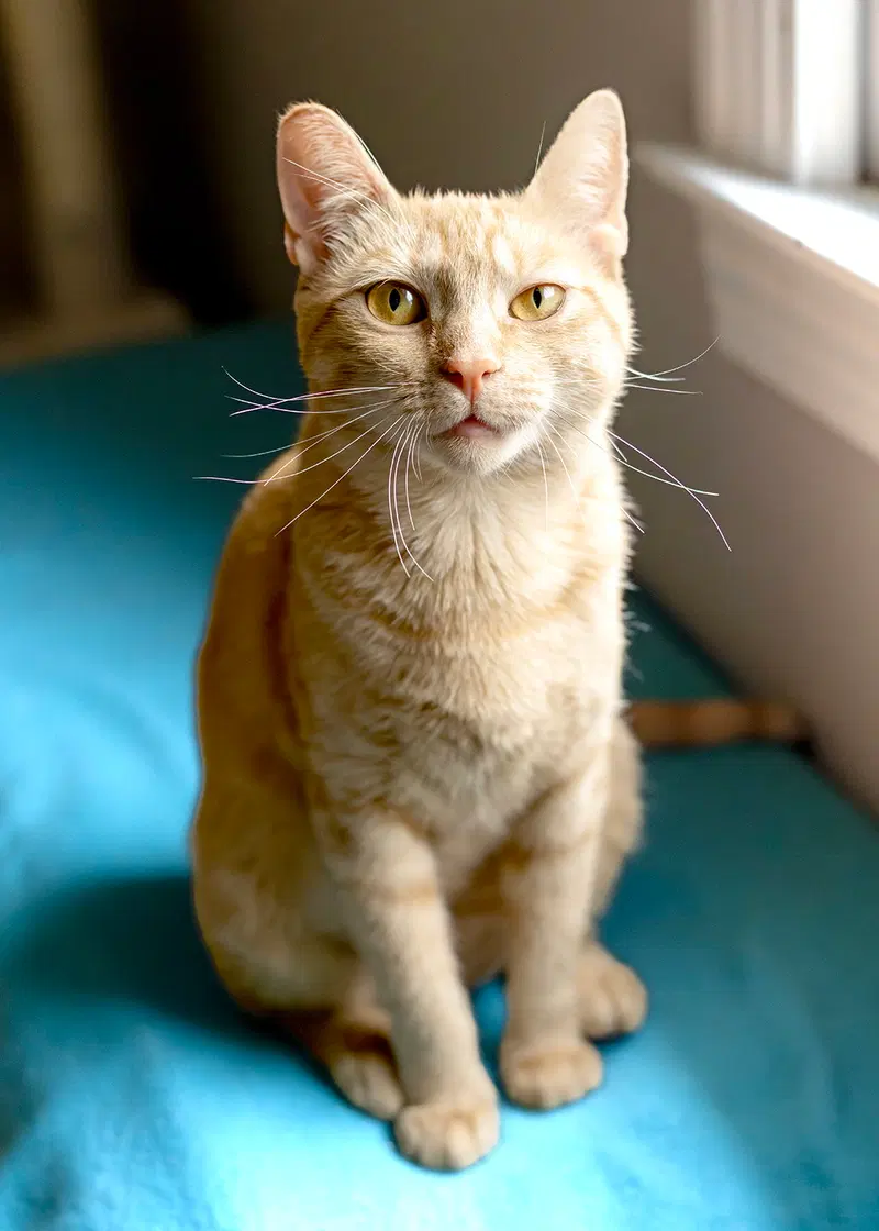 Nilla, photo 2