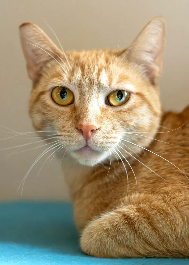 Nilla, photo 3