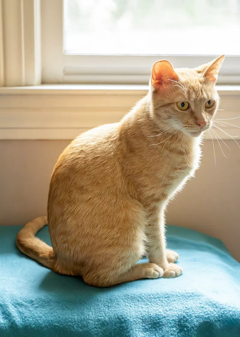 Nilla, photo 4