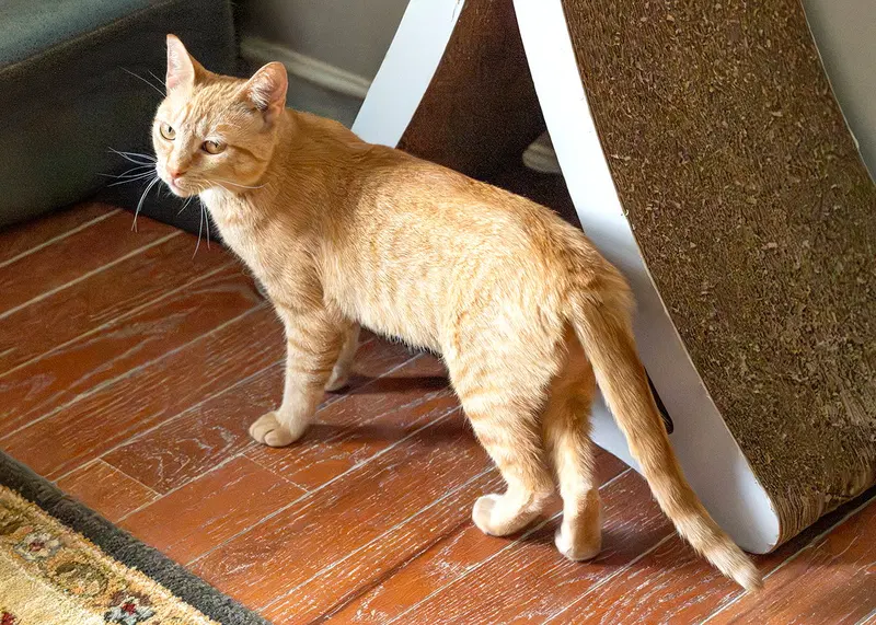 Nilla, photo 5