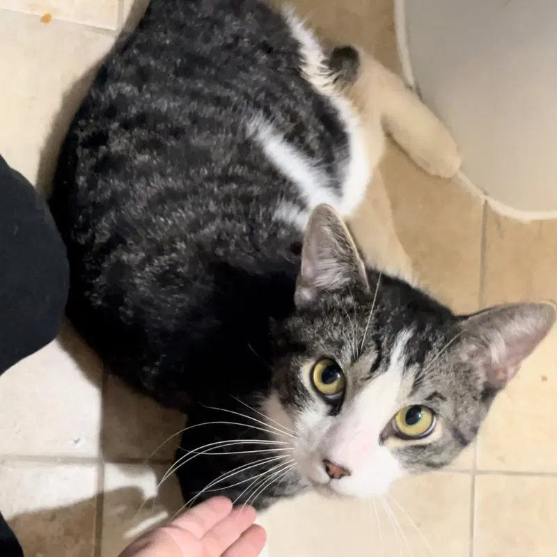 Whodini, an adult male cat up for adoption