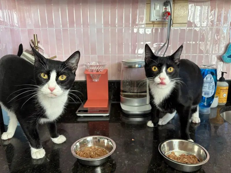 Domino and Pips, photo 4