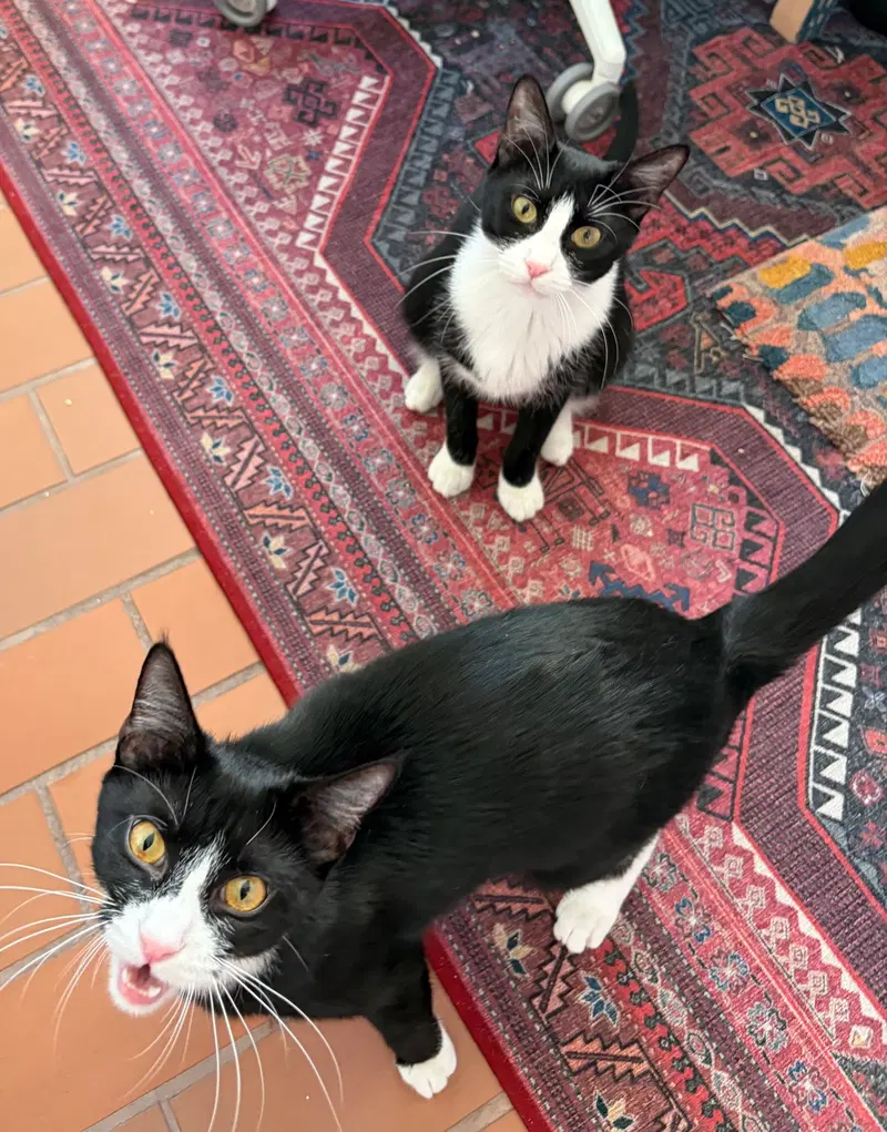 Domino and Pips, photo 5