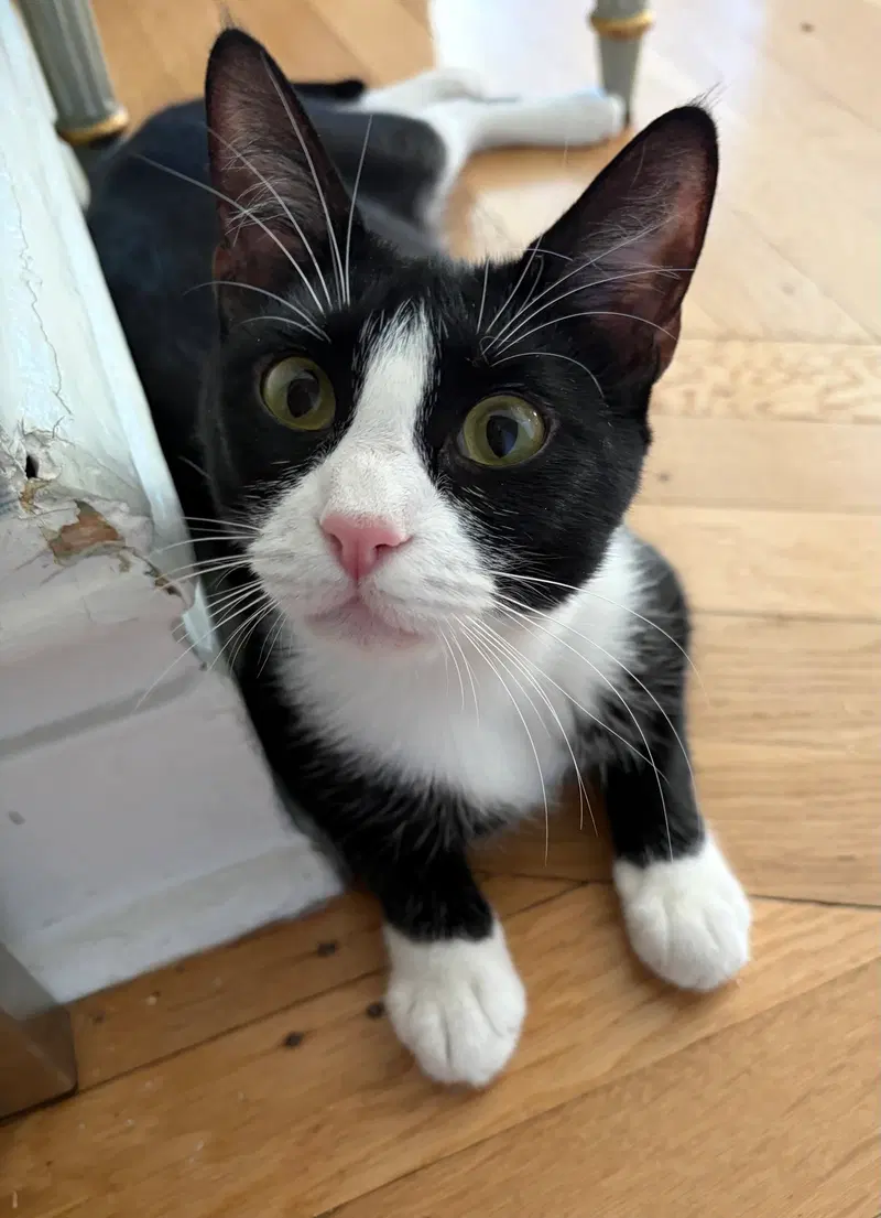 Domino and Pips, photo 2