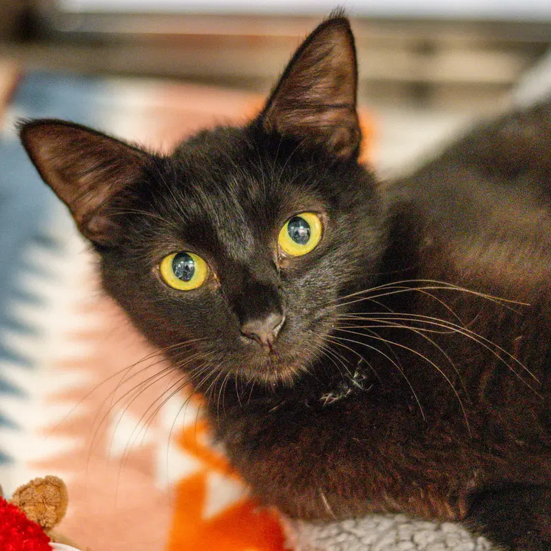 Sheila, a female kitten up for adoption