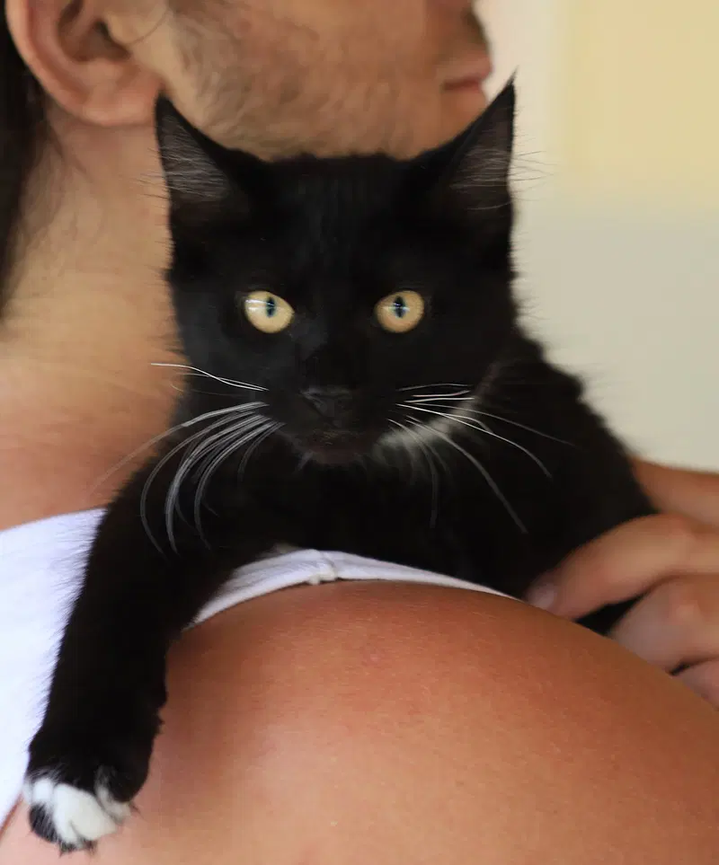 Flint, a male kitten up for adoption