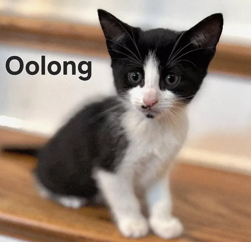 Kitten Oolong, a male Tuxedo kitten up for adoption