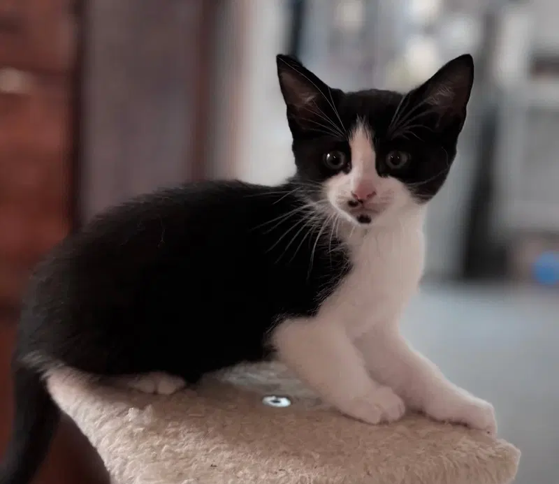 Kitten Oolong, photo 2
