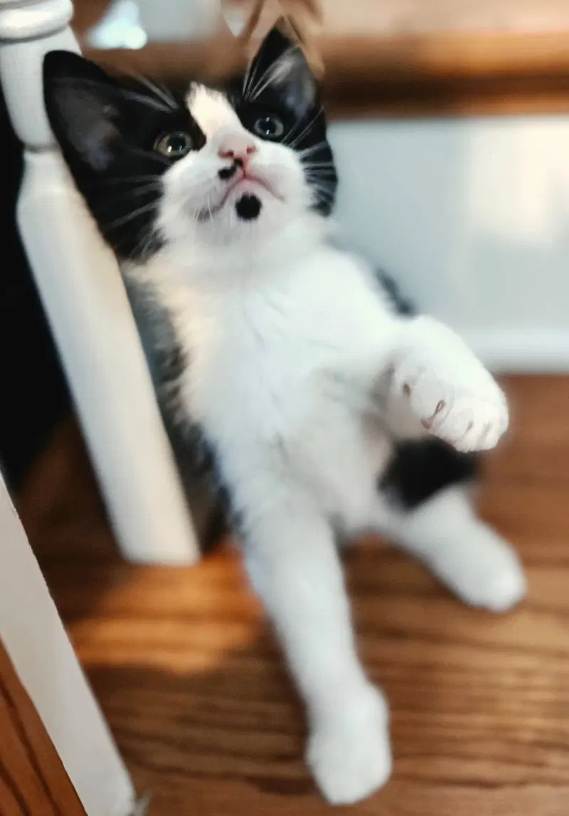 Kitten Oolong, photo 3