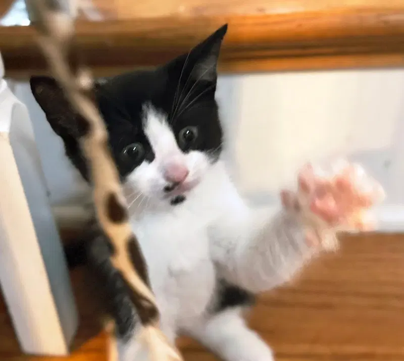 Kitten Oolong, photo 4