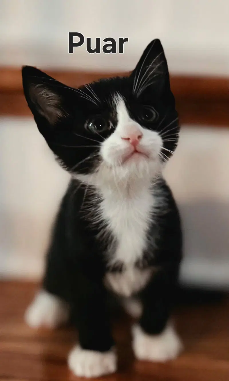 Kitten Puar, photo 2