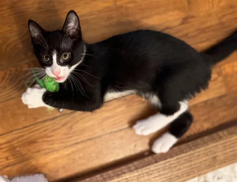 Kitten Puar, photo 4