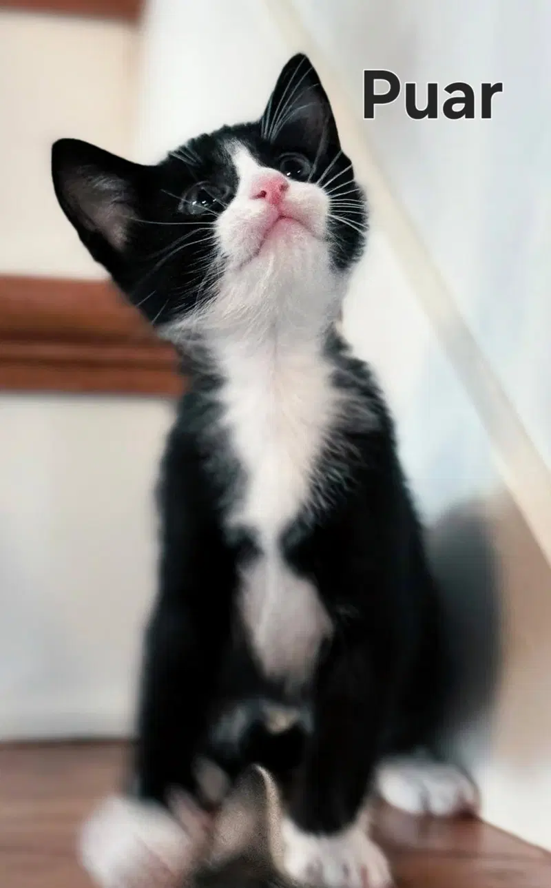 Kitten Puar, photo 3