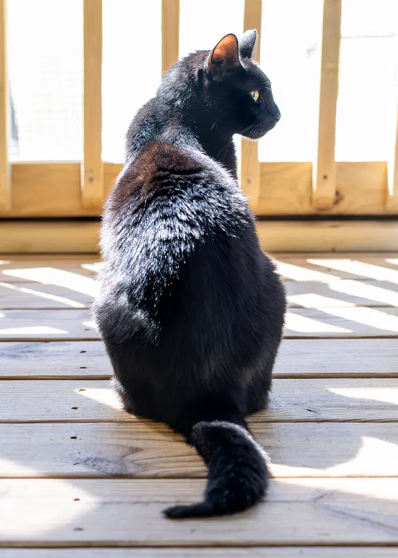 Vincent, photo 5